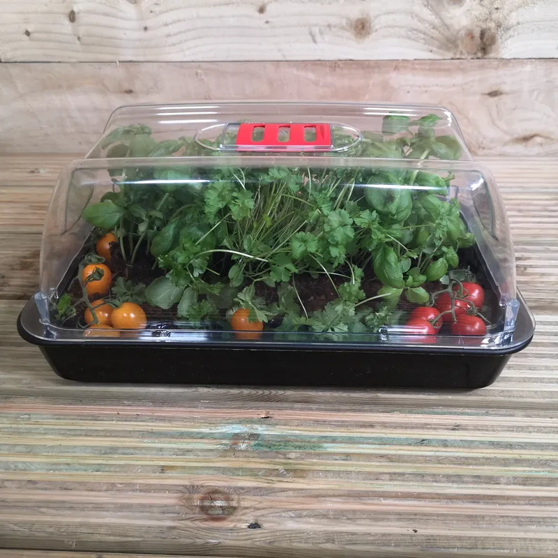 Samuel Alexander Pack of 6 38cm Unheated Grostart Midi Propagator Seed Starter Tray in Black Black