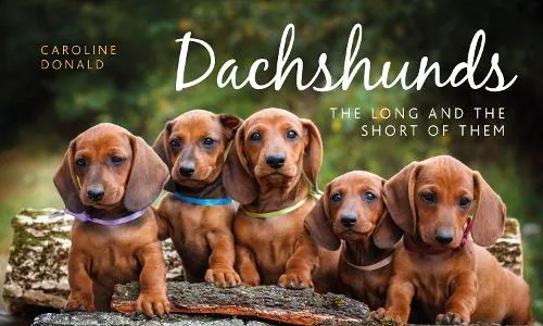 Caroline Donald Dachshunds
