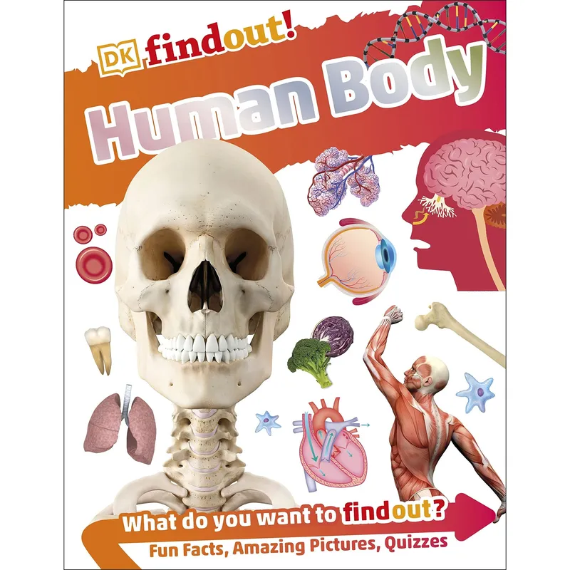 DKfindout! Human Body