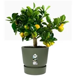 Elho Greenville Round Indoor Pot & Base Green 25cm - Pack (5)