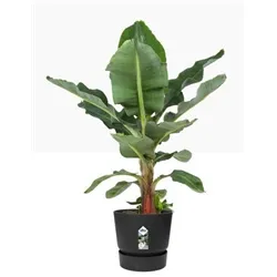 Elho Greenville Round Indoor Pot & Base Living Black 30cm