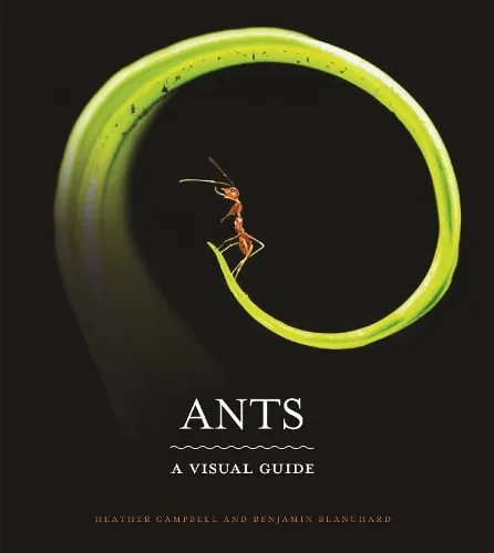 Heather Campbell Ants