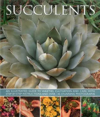 Hewitt Terry Succulents