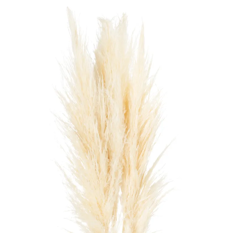 Sostter Cream Pampas Grass Stem Natural Boho Accent Size: 120 Cream 120