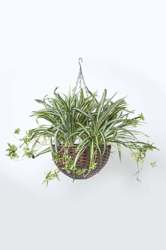 Homescapes Unisex Artificial Hanging Basket Spider Plant, 60 cm in Green Green female