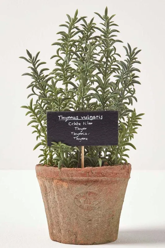 Homescapes Artificial Thyme Plant in Decorative Pot in Green Green