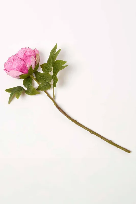 Homescapes Artificial Stem of Dried Peony Flowers in Pink - Pink