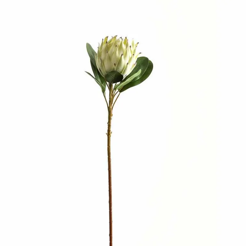 Hill Large White Protea