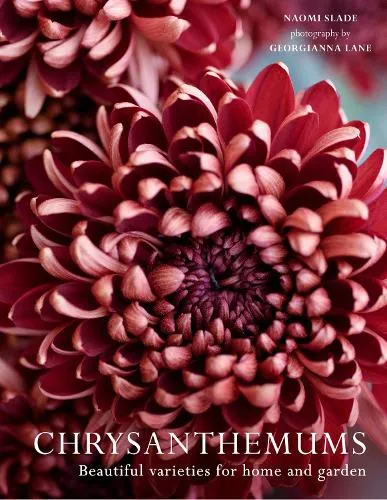 Naomi Slade Chrysanthemums