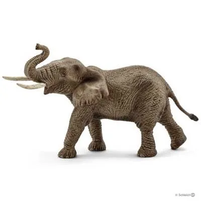 African Elephant, Male