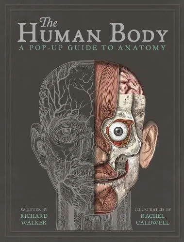 Rachel Caldwell The Human Body