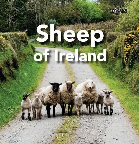 Sarah O'Connor Sheep of Ireland