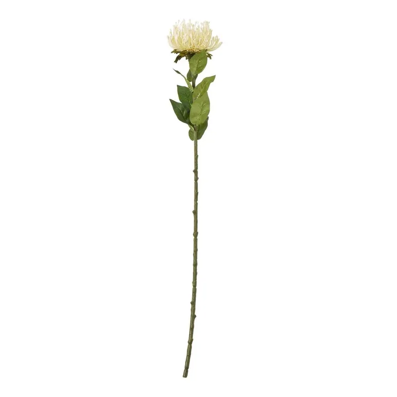 Sostter Cream Everlasting Protea Stem for Home Styling Cream