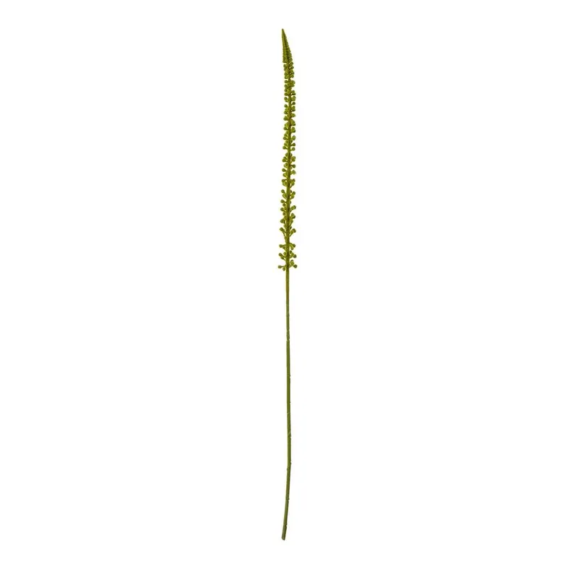 Sostter Unisex Fresh Green Eremurus Stem Botanical Accent in Brown Brown female