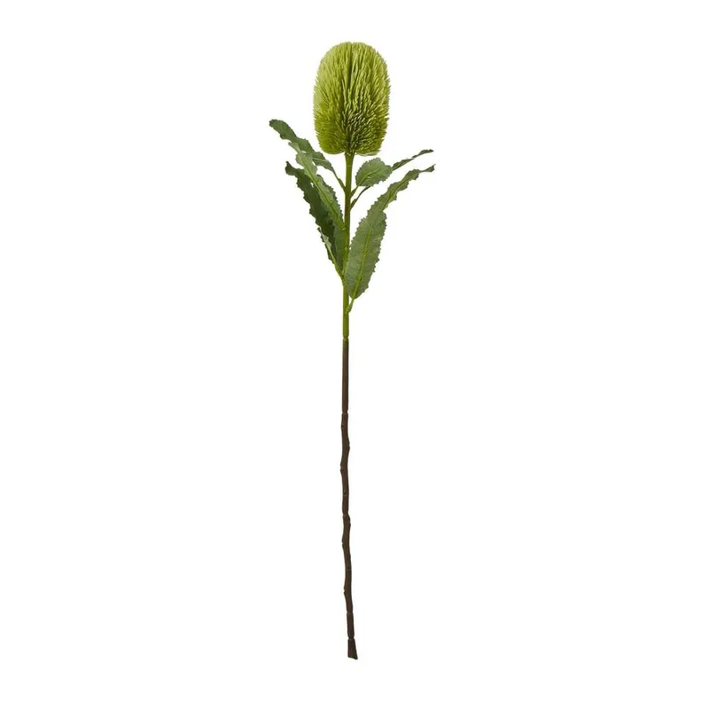 Sostter Large Natural Green Banksia Stem - Green